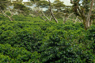 An organic coffee farm in the mountains of Panama, with red coffee cherries ready for harvest, Chiriqui highlands, Panama