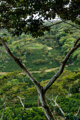 Fototapeta premium An organic coffee farm in the mountains of Panama, with red coffee cherries ready for harvest, Chiriqui highlands, Panama