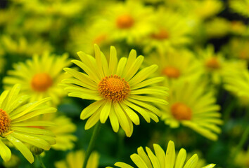 Flowers of yellow chamomile.Natural background.
