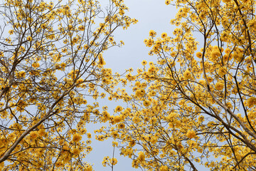 Yellow flowers bunch tree twig of Tabebuia or golden trumpet tree (Handroanthus chrysanthus) the tropical forest deciduous flowering plant 