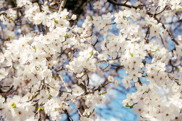 Wild cherry flowers blooming in spring. Wild cherry blossoms with white flowers against a blue sky. Delicate flowers of wild cherry