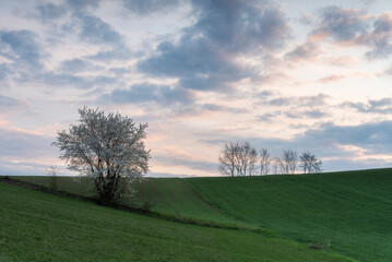 Pola Ponidzia. © Piotr