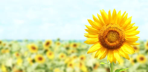Foto op Plexiglas Bright yellow sunflower on blurred sunny nature background. Horizontal summer banner with sunflowers field © frenta