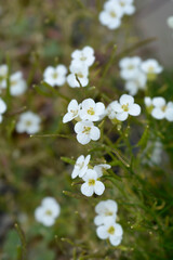 Mountain rock cress