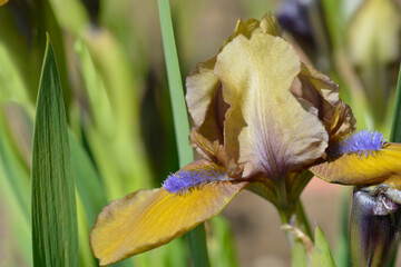 Standard dwarf iris Gingerbread man