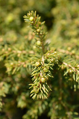 Little Gem Norway spruce