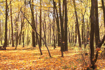 Calm fall season. Beautiful landscape with road in autumn forest. Maples trees with yellow and orange leaves