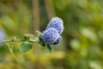 Creeping Blue Blossom