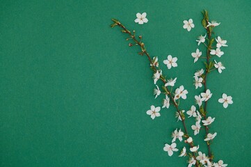 Spring background table. May flowers and April floral nature on green. For banner, branches of blossoming cherry against background. Dreamy romantic image, landscape panorama, copy space