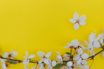 Spring cherry blossom, toned, springtime blossoming flower background, pastel and soft floral card