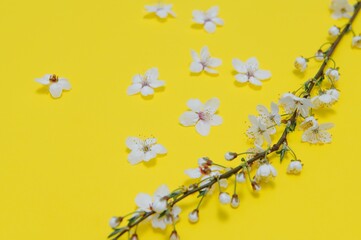 Spring background table. May flowers and April floral nature on green. For banner, branches of blossoming cherry against background. Dreamy romantic image, landscape panorama, copy space