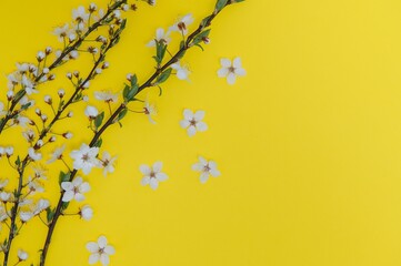 Spring background table. May flowers and April floral nature on green. For banner, branches of blossoming cherry against background. Dreamy romantic image, landscape panorama, copy space