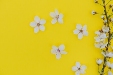 Spring background table. May flowers and April floral nature on green. For banner, branches of blossoming cherry against background. Dreamy romantic image, landscape panorama, copy space