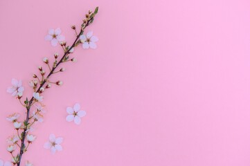 Naklejka na ściany i meble Apricot blossom spring background. Porizontal banner.