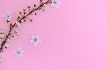 Fototapeta na wymiar Cherry tree blossom. April floral nature and spring sakura blossom on colored background. Banner for 8 march, Happy Easter with place for text. Springtime concept. Top view. Flat lay