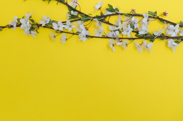 Cherry tree blossom. April floral nature and spring sakura blossom on colored background. Banner for 8 march, Happy Easter with place for text. Springtime concept. Top view. Flat lay