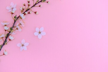 Obraz na płótnie Canvas Cherry tree blossom. April floral nature and spring sakura blossom on colored background. Banner for 8 march, Happy Easter with place for text. Springtime concept. Top view. Flat lay