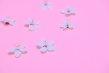 Spring background table. May flowers and April floral nature on green. For banner, branches of blossoming cherry against background. Dreamy romantic image, landscape panorama, copy space