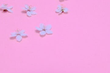 Cherry tree blossom. April floral nature and spring sakura blossom on colored background. Banner for 8 march, Happy Easter with place for text. Springtime concept. Top view. Flat lay