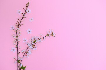 Spring background table. May flowers and April floral nature on green. For banner, branches of blossoming cherry against background. Dreamy romantic image, landscape panorama, copy space