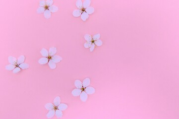 Fototapeta na wymiar Spring cherry blossom, toned, springtime blossoming flower background, pastel and soft floral card