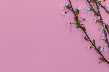 Apricot blossom spring background. Porizontal banner.