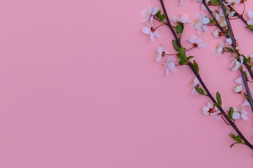 Obraz na płótnie Canvas Apricot blossom spring background. Porizontal banner.