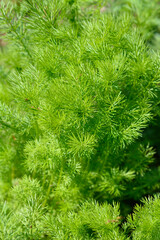Love-in-a-mist Shorty Blue