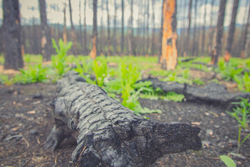 Obraz premium New green growth in a wildfire burned forest in Starosel, Bulgaria