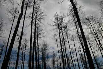 silhouette of a trees and sky