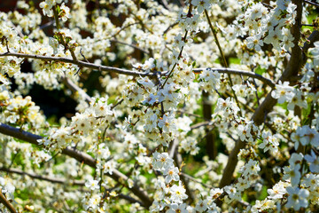 white flowering cherry plum branches in the garden in spring background backdrop
