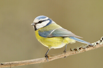 Eurasian blue tit (Cyanistes caeruleus) on a branch.