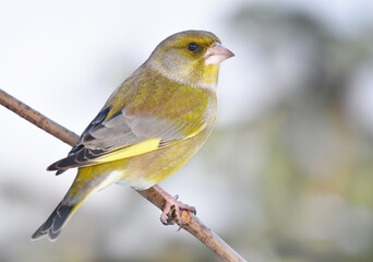 European greenfinch (Chloris chloris) male in winter.