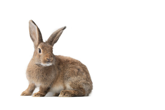 Baby rabbit on white background , Cute Little rabbit healthy isolated on white