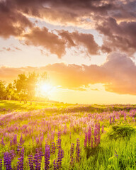 Sunset or sunrise on a hill with purple wild lupines in summer.
