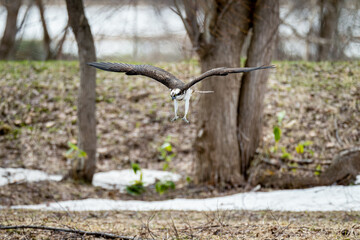 北海道の春、ミサゴの急降下。
