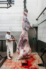 Experienced middle age worker preparing and washing a huge hanged bull meat chunk for further...