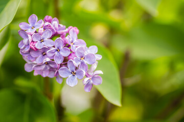 Blossoms of common lilac (Syringa vulgaris) plant. Fragrant lilac blossoms (Syringa vulgaris). Shallow depth of field, selective focus