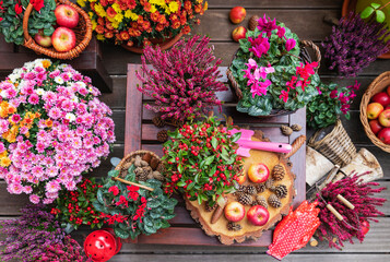 Arrangement of various autumn and winter flowers, apples and pine cones
