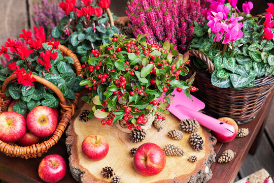 Arrangement of various autumn and winter flowers, apples and pine cones