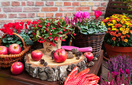 Balcony arrangement of various autumn and winter flowers, apples and pine cones