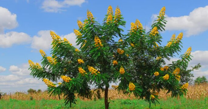 a senna spectabilis tree with blue asky view