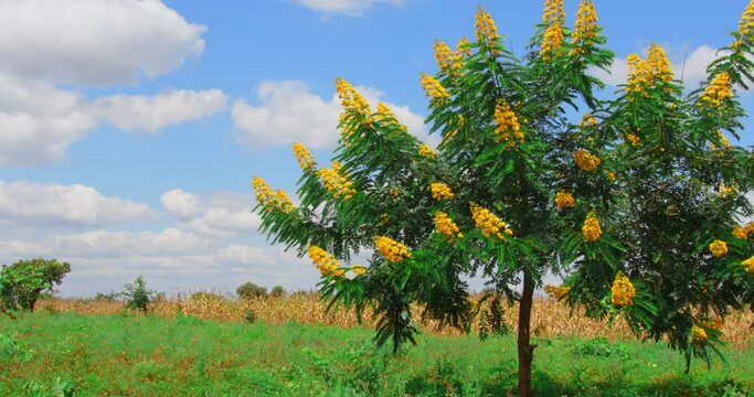 A reveal of senna spectabilis tree in a farm