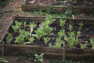 Plantation of vegetable, growing in the garden