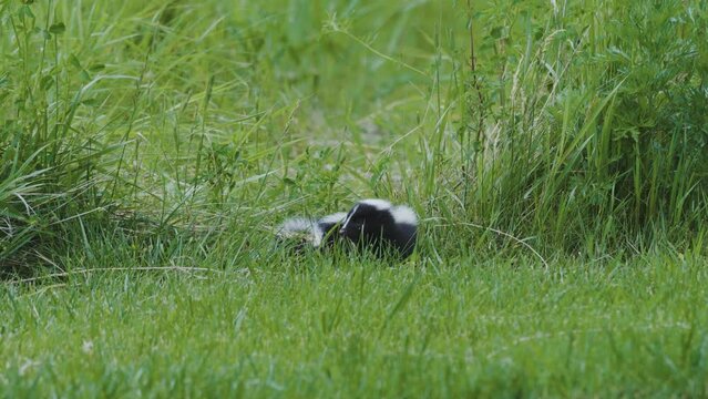 Pair of baby skunks hiding in the grass.
