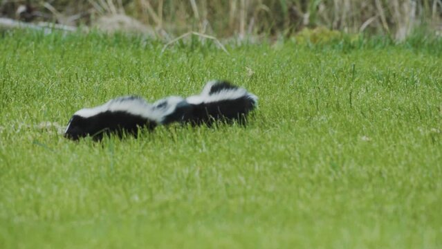 A pair of baby skunks walking side-by-side through the grass.