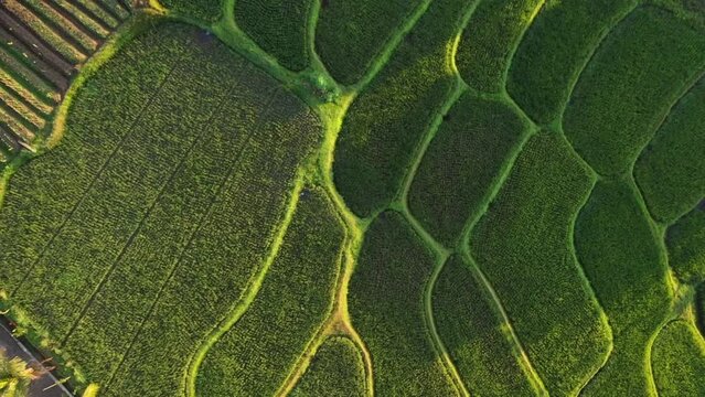 Dramatic aerial video of rice terraces  with the sun reflection at sunset in Java, Indonesia. An island close to Bali. Rice field plantation farms on the hills in East Java, Indonesia.