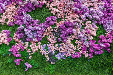 Obraz premium Flowers pink roses on green clover wall background