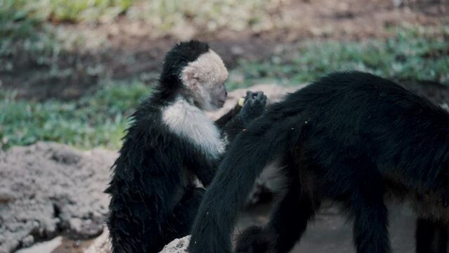 A Young White-Faced Capuchin Monkey Eating Fruit And Washing Hands In The Pond With Two Other Adult Monos. - Medium Closeup, Handheld