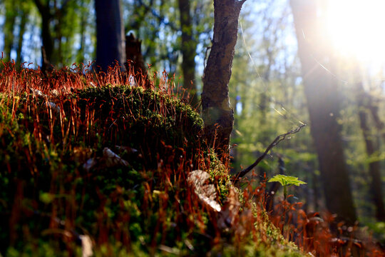 Forest floor covered in moss and lichen